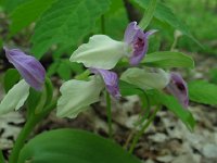 Showy Orchis
